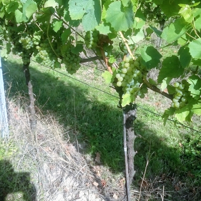 Silvaner Wue 318 DSC 0459